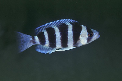 Perissodus straeleni 'Magara'